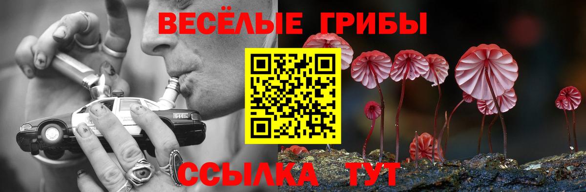 Псилоцибиновые грибы Psilocybe Муравленко